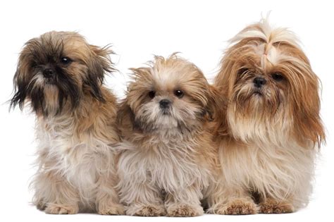 20 Shih Tzu Colors and Markings Explained