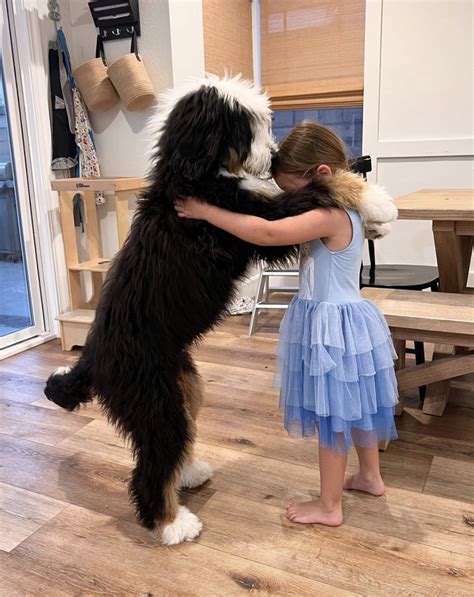 Reviews — Rocky Road Doodles