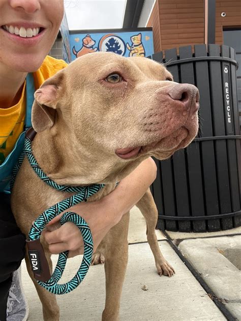 Heartbreaking: Surrendered dog at Georgia shelter keeps going back to ...