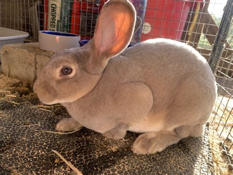 Standard Rex Rabbits For Sale | Ridgeville, SC #450257