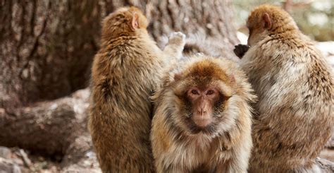 Extinct European Monkeys
