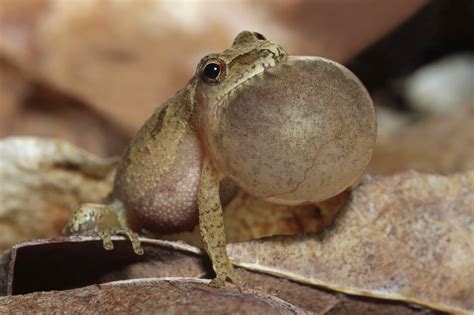 Fun Facts About Spring Peepers - Farmers' Almanac - Plan Your Day. Grow ...