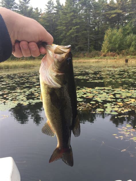 Best Times To Fish Quabbin Reservoir For Huge Bass