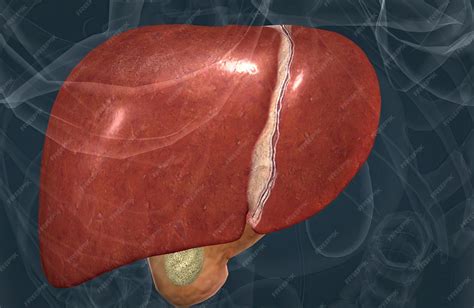 Premium Photo | The digestive role of the liver is to produce bile and export it to the duodenum