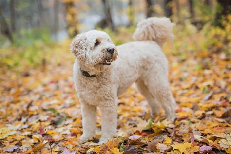 Goldendoodle Lifespan: How Long Do Goldendoodles Live?