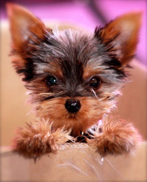 Cutest Teacup Yorkie