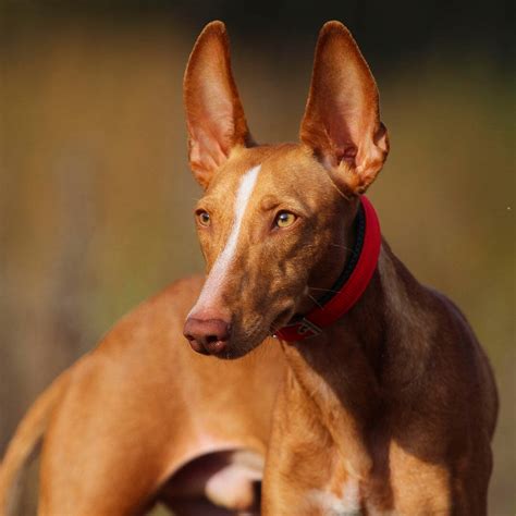 Cirneco Dell'Etna Dog Beed Information | Purina UK