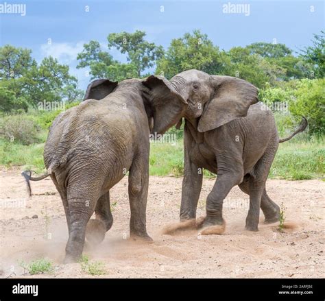 Elephants mating hi-res stock photography and images - Alamy