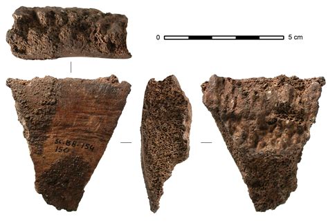 Whale Bones Used As Hunting Tools By Humans 20,000 Years Ago - The Morning News