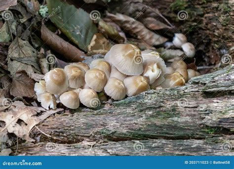 Fungi are Saprophytes and Parasites that Live on Trees in Parks and ...