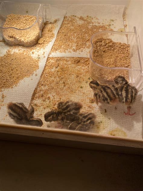 re: Why do all my baby quail keep dying....after they hatch (in the first three days) : r/quails