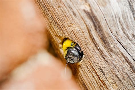 Are Carpenter Bees Dangerous