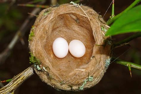 Hummingbird Eggs: Everything You Need to Know