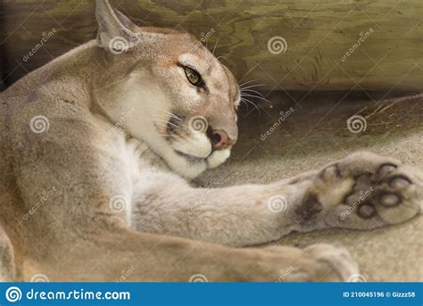 Puma, Mountain Lion, Panther. Resting and Watching Stock Photo - Image ...
