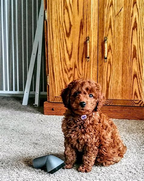 Full Grown Mini Goldendoodle