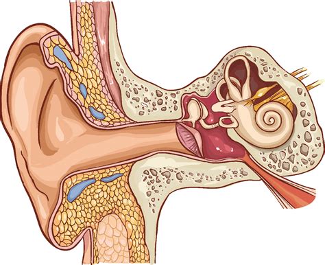 Ear Anatomy Grommet at Megan Blackmon blog