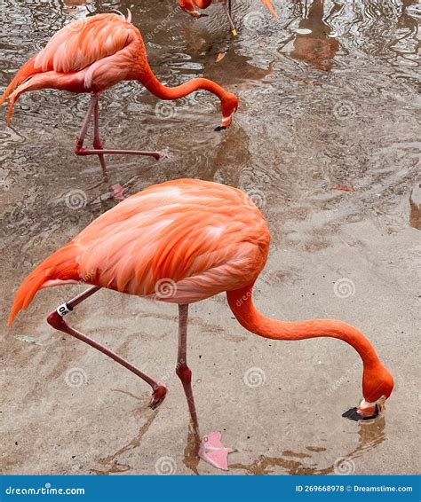 Two Pink Flamingos Feeding the Water Stock Photo - Image of waterfowl ...
