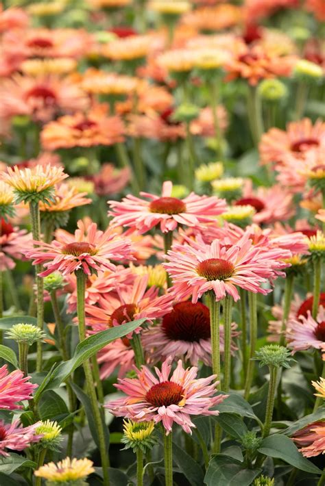 Fresco® Apricot Coneflower, Echinacea 'Apricot' PPAF, Monrovia Plant