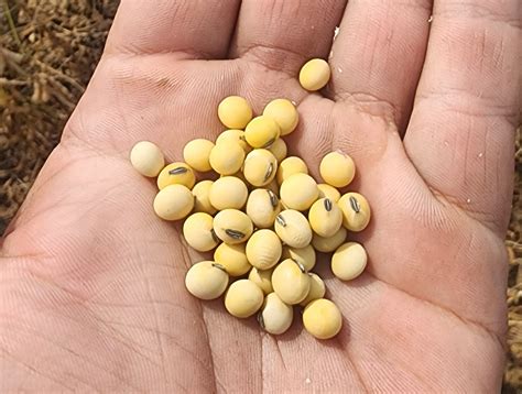 Making World Record Soybeans With Hefty Naturals – Hefty Seed Company