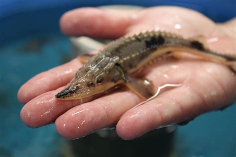 Gun Lake Tribe releases lake sturgeon into Kalamazoo River for 2024 Nmé ...