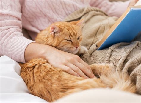 How Cats Help Improve Our Physical and Mental Health - Cat Museum
