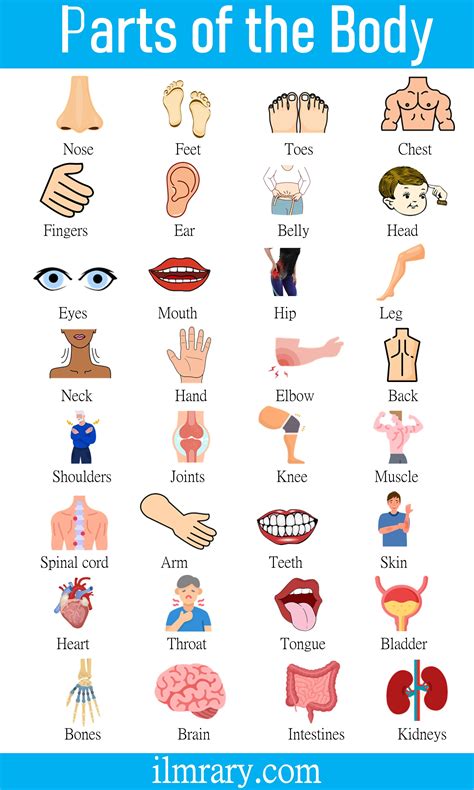 Parts of Body Name in English with Pictures | Body parts for kids ...