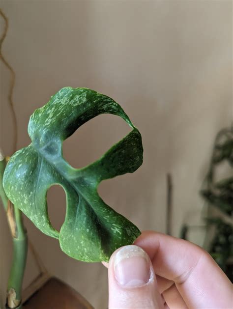 Has my R.T. become variegated? : r/houseplants