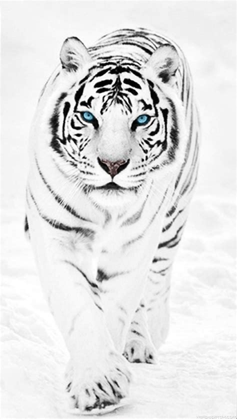 Black And White Tigers Wallpapers - Wallpaper Cave