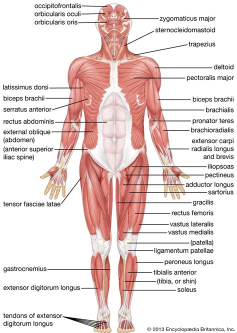 Human muscle system | Functions, Diagram, & Facts | Britannica