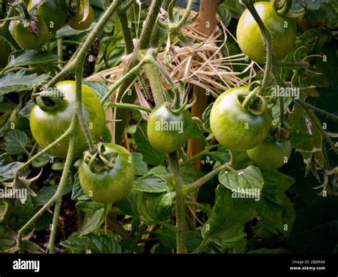 Tomatoes, still green growing on the bine, tied up and supported with ...