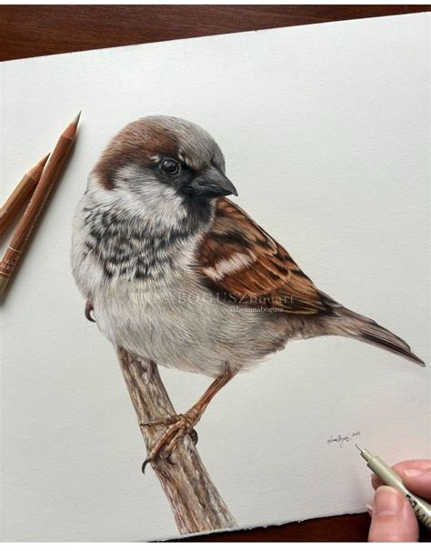 Pin by Terri Shelly on decorate the sky in 2025 | Bird drawings, Bird ...