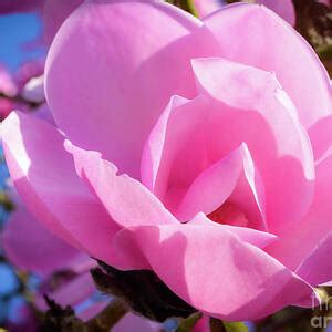 Radiant Blush Painting by Tamara Billingsley - Fine Art America