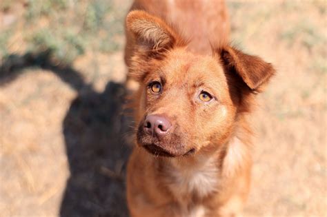 Stanislaus County Pet Adoption