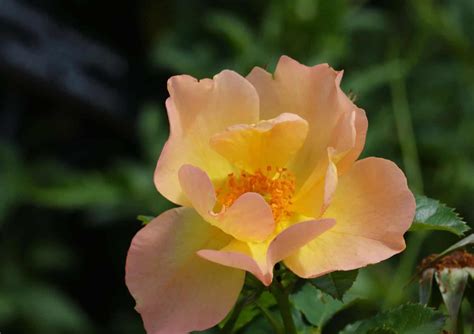 Low Maintenance Roses