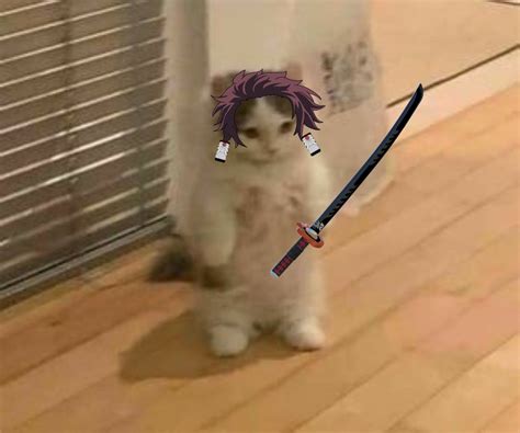 Kamado tanjiro cat | Anime kitten, Cats, Cute cat