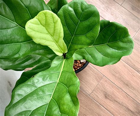 Essential Fiddle Leaf Fig Indoor Care For Happy Houseplants | Gardening ...