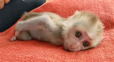 Pin by 💜Amazing Addie💜 on 🐵cute monkeys🐵 | Cute baby monkey, Pet monkey ...