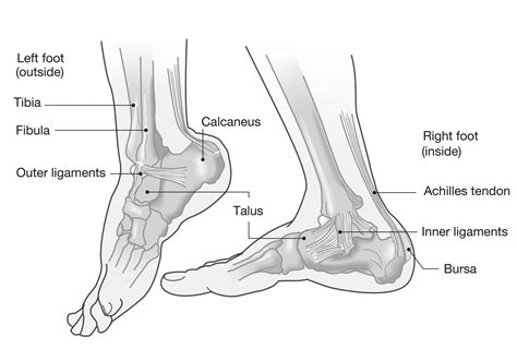 The Ankle Joint | UniSports
