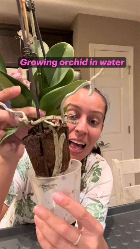 Growing orchid in water – Artofit