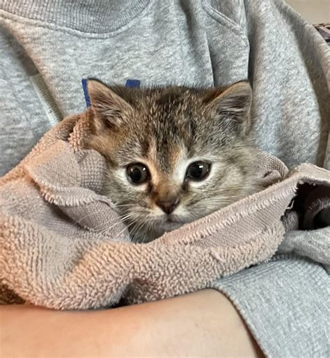 Found a 6-8 week old kitten : r/cats