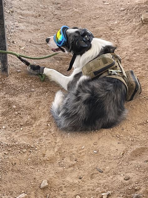 The coolest dog on Earth. Saw this guy at a match last year. Canine ear ...