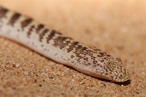Arabian Sand Boa (Eryx jayakari) | Lizard, Reptiles, Blue tongue skink