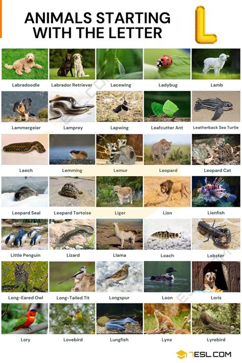 100+ Animals that Start with L: Names, Facts and Pictures • 7ESL