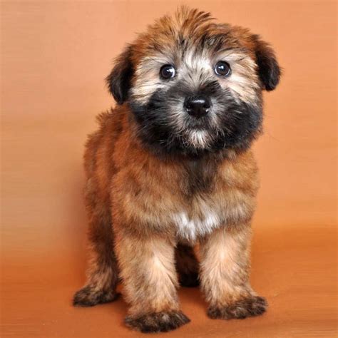 Are Terriers Good Family Dogs