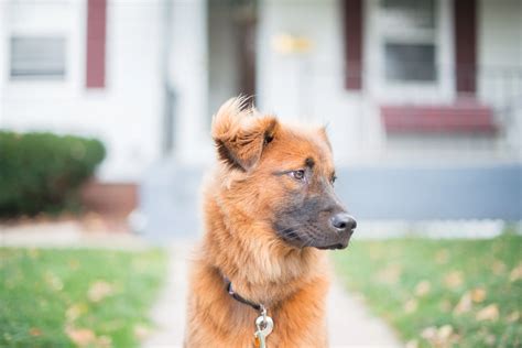 Chow Chow Shepherd Husky Mix