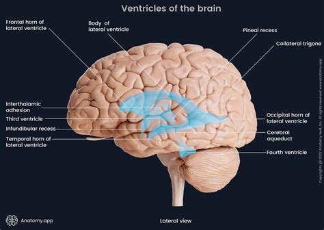 Lateral Fissure Brain