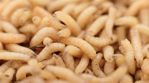 How Maggots Could Lead to More Sustainable Agriculture | Mental Floss