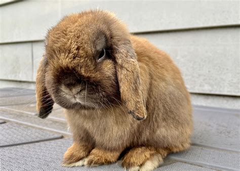 21+ Holland Lop Rabbits For Sale in Montgomery County | $500 - $3,000