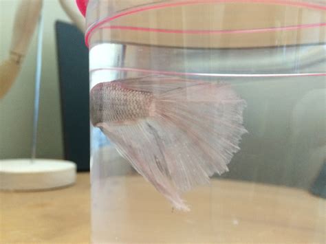 My betta's recovery from fin rot that turned out to be ick induced ...
