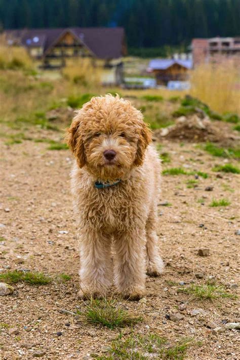 28 Dog Breeds That Don't Shed (or Shed the Least)